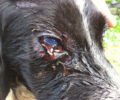 Νίσυρος: Βρήκαν τον σκύλο τους πυροβολημένο μέσα στο περιφραγμένο αγρόκτημα τους